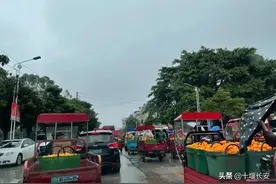 放两个月都不会烂的沃柑，果农从来不吃图片