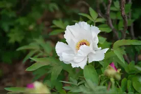 刮痧胆经，“祛三黄”：面黄、眼黄、身黄图片