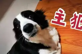 这5点，就是我不想再养“边境牧羊犬”的理由，肠子都悔青了图片