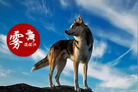 狼族秘密：男人听了会沉默，女人听了会流泪图片