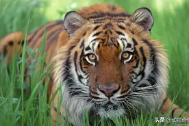 猎人日记 第六章 下山猛虎又伤人  老少猎人再上山图片