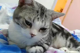 玩具对猫很重要，可以改变猫的性格，增进和宠主的感情图片