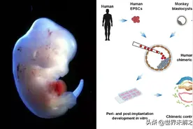 “人猴胚胎”诞生，会培育出什么物种？实验引发了伦理热议图片