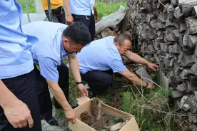 黑龙江清河柴火垛里发现豹猫幼崽，已被抱走，猫妈妈回来怎么办？图片