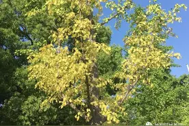 园林植保分享 | 植株枝叶枯黄的原因及对策图片