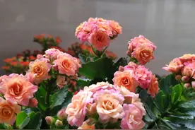 长寿花开完花修剪过后，长寿花的杆子就变黑空瘪了怎么回事？图片