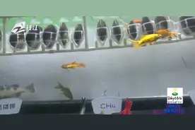 80万河蚌怎么能把污水变清？杭州拱墅区：智能生物链靶向治水视频封面