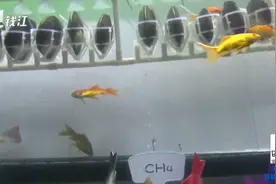 80万河蚌怎么能把污水变清？杭州拱墅区：智能生物链靶向治水视频封面