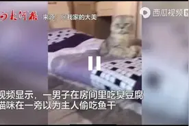小猫把臭豆腐当成“粑粑”干呕不停，滑稽搞笑？图片