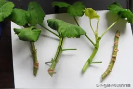 天竺葵的扦插方法汇总图片