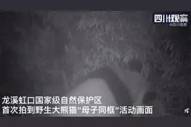都江堰首次拍到野生大熊猫带娃散步 网友：全国统一带娃模式图片