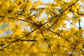 卧龙公园美拍：春暖百花开图片