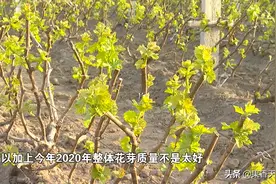 花穗发黄，叶片发黄的克瑞森，赶快这样做？图片