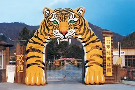 虎林园有1300只圈养虎，为什么还不野放？放了可能就是食人虎图片