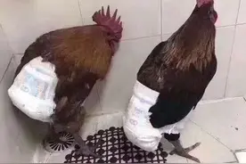 搞笑段子:给鸡穿上尿不湿，您可真是个人才。图片