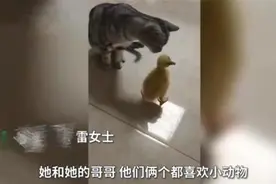 "有点后悔了"，亲妈买了一只鹅给孩子当宠物，谁曾想越养越大图片