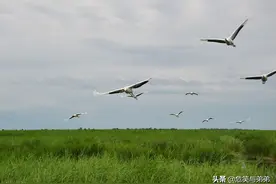 百感交集——《穆斯林的葬礼》图片