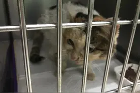 救助可怜的流浪猫图片