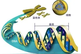 基因决定我们的命运吗？图片