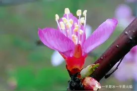 散文：桃花春色暖先开，明媚谁人不看来图片
