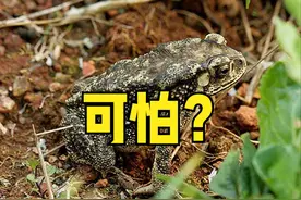 “不怕蛤蟆进家门，就怕三树立门头”，树比蛤蟆可怕？哪3种树？图片