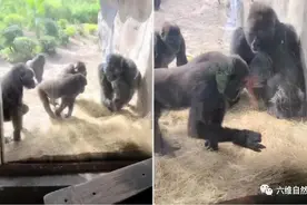 动物园一条小蛇闯入大猩猩领地，被猩猩当成玩具，将小蛇扔着玩图片