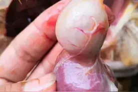 只有动态的理解鸡的腺肌胃炎和分类防治，才能防治好这个病图片