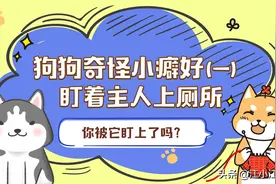 狗狗为什么盯着你上厕所，了解后恍然大悟，这也太感人了吧图片