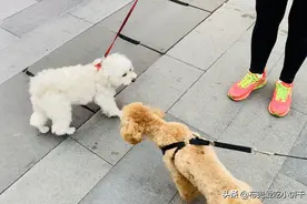 萌比熊布兜是如何一步步克服社交恐惧症，交上新朋友的？图片