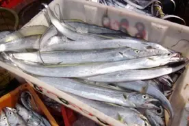 过年买带鱼，碰到这3种，就算再便宜也别要，鱼贩一看：这是行家图片