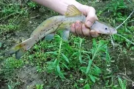 能发出类似猪叫的声音，满身带黏液，目前最贵淡水鱼一一芝麻剑图片