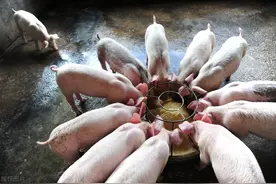非洲猪瘟“改造”了我国养猪业，却改不掉猪肉的“老毛病”图片