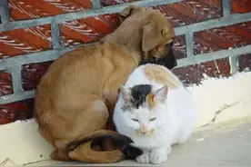 毕业就丢猫，大学生真的适合养猫吗？图片