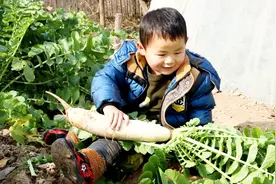 农村3岁宝宝帮奶奶拔萝卜，满嘴跑火车逗乐爷爷，奶奶忍不住偷笑视频封面