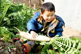 农村3岁宝宝帮奶奶拔萝卜，满嘴跑火车逗乐爷爷，奶奶忍不住偷笑视频封面