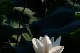 患者来自食管癌高发区，又自诉吞咽困难，专家发现他们理解错了图片