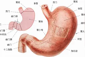 “胃”不好，这几个养胃方法你知道吗？赶紧收藏下来吧图片