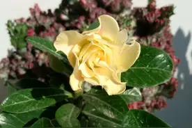 入手了一株沙漠玫瑰，根系似龙爪，怎么栽种不浪费这些根？图片