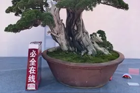 家庭园艺、庭院景观市场火爆，销量最好的绿化植物推荐图片
