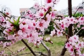 桃花 Amygdalus persica L.图片