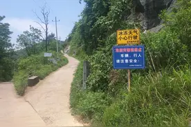 广西全州名山柴头岭的枇杷熟了！图片