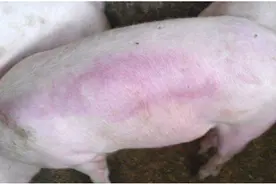 4种颜色4种猪病，养猪高手教你通过颜色看病图片