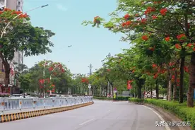 凤凰花开！罗定最美丽的“花街”在这里图片