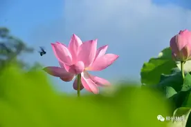 荷风雅韵！“荷”你相遇雀儿山图片