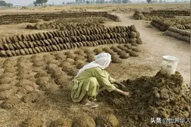 在印度，牛粪和牛尿为什么能“包治百病”？图片