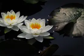 看似一样实则存在区别的两种花—荷花和莲花图片