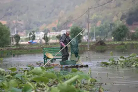 施甸：野鸭湖畔小鱼宴图片