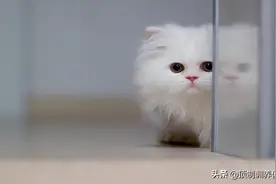 国产猫粮推荐｜艾尔猫粮怎么样？图片