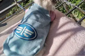 拥抱太阳的猫图片
