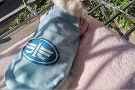 拥抱太阳的猫图片